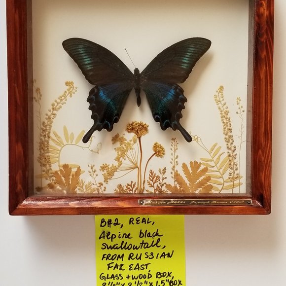 #B2 1 Rare Collectible Real Far East Russian Alpine Black Swallowtail Butterfly - Picture 5 of 13